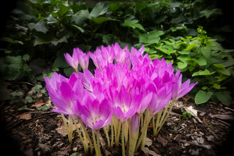 purple flowers on Swarthmore's campus